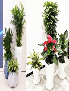 选择镇海植物租摆专业服务，拥抱绿色生活